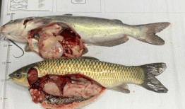 爆料水产博主视频大全最新,探寻海洋美食的奥秘